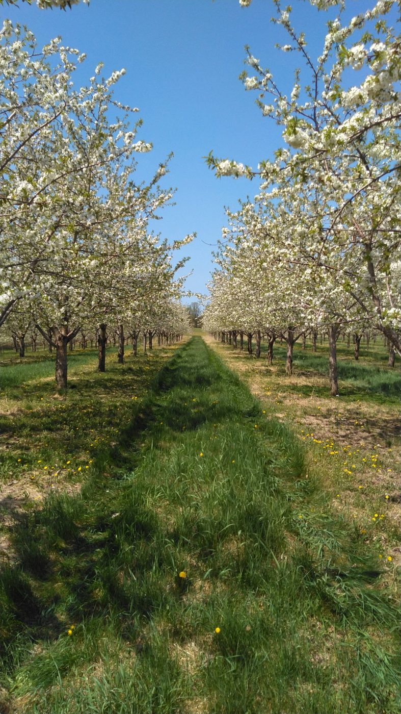 Cherry trees in full bloom on the farm