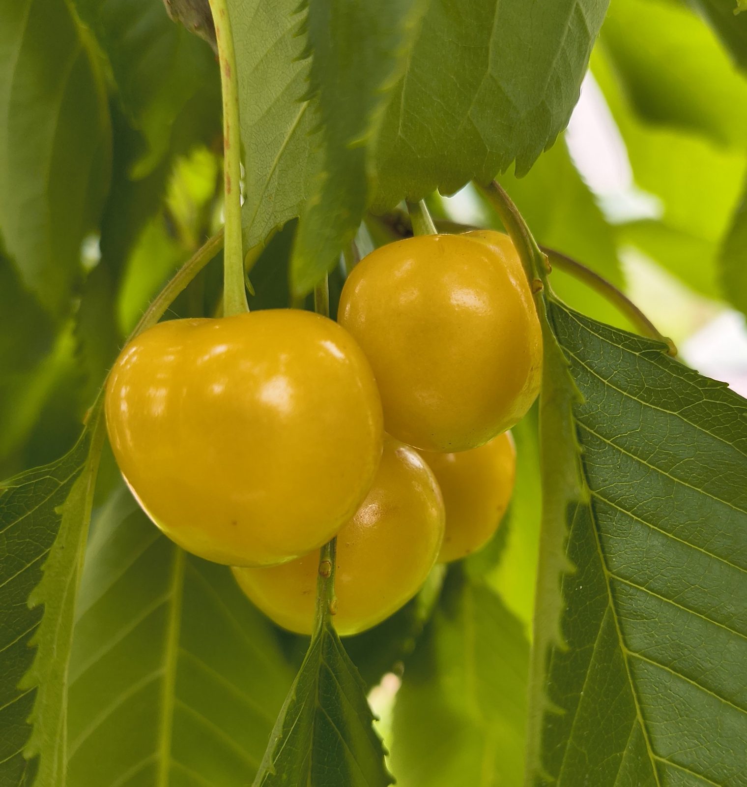 Golden cherries glowing on the tree