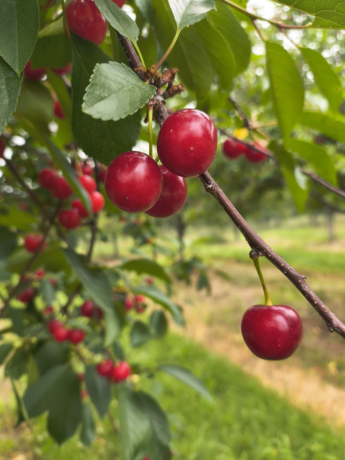Tart cherries ripening on the tree
