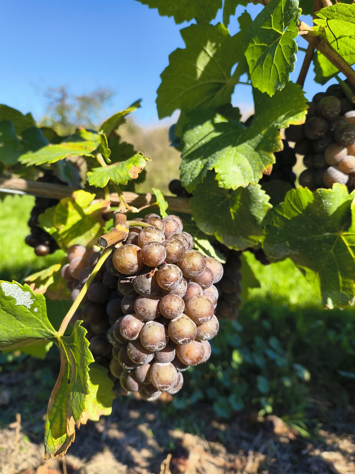 Ripe grape cluster on the vine