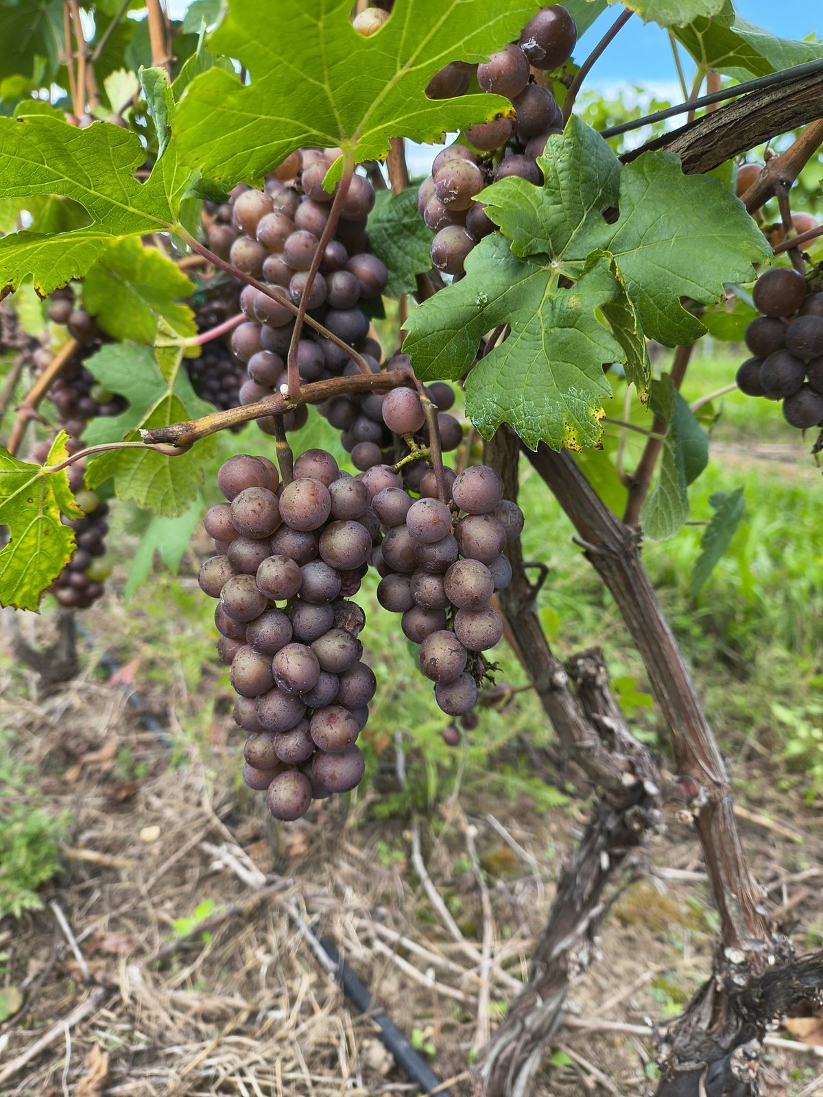 Pinot Gris grape clusters ripening on the vine