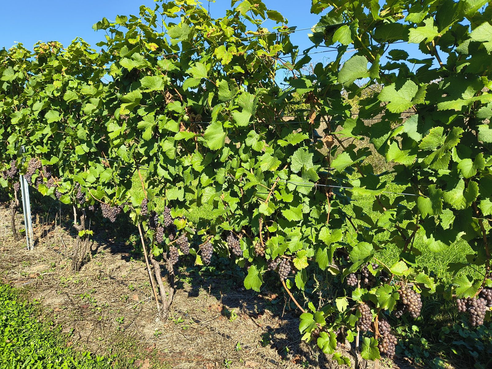 Rows of grapevines at Walter and Ward Johnson Farms